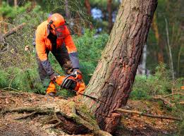 Best Stump Grinding and Removal  in Hawaiian Gardens, CA