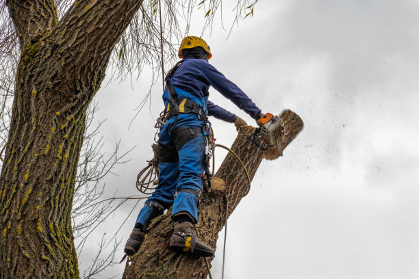 Best Emergency Tree Removal  in Hawaiian Gardens, CA