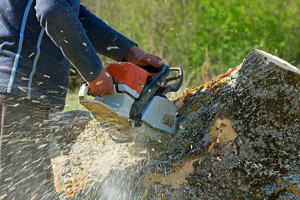 Best Hazardous Tree Removal  in Hawaiian Gardens, CA